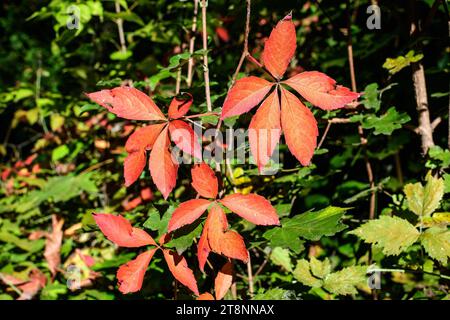 Sfondo monocromatico minimalista con foglie verdi o Parthenocisis quinquefolia pianta, noto come Virginia super super super super super, cinque volte di edera lievitata o cinque dita, in Foto Stock