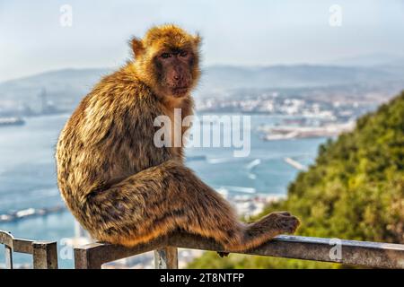 Macaco barbario (Macaca sylvanus), Magot seduto sulla ringhiera, piattaforma panoramica, vita libera, riserva naturale Upper Rock, Rocca di Gibilterra, Gibilterra Foto Stock