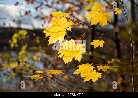 Foglie autunnali scolorite dell'acero norvegese (Acer platanoides). Germania, Brandeburgo, Liepe, riserva della biosfera Schorfheide-Chorin Foto Stock