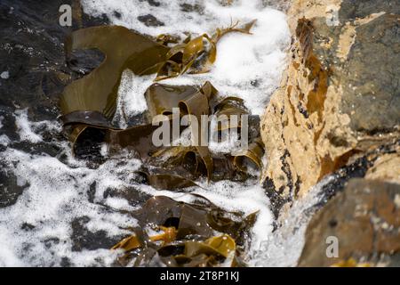 Alghe alghe alghe alghe che crescono sulle rocce. Erbacce di mare commestibili pronte per la raccolta nell'oceano Foto Stock