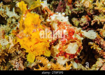 Coppia di due esemplari di Warty Frogfish (Antennarius maculatus) giallo rosso-bianco siedono con mimetizzazione naturale ben mimetica vicini tra loro Foto Stock