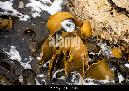 Alghe alghe alghe alghe che crescono sulle rocce. Erbacce di mare commestibili pronte per la raccolta nell'oceano Foto Stock