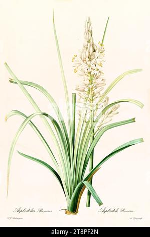 Vecchia illustrazione di Asphodel ramificato (Asphodelus ramosus). Les Liliacées, di P. J. Redouté. Imp. Didot Jeune, Parigi, 1805 - 1816 Foto Stock