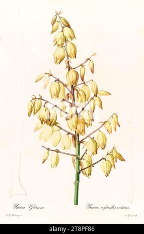 Vecchia illustrazione del fiore di pugnale spagnolo (Yucca gloriosa). Les Liliacées, di P. J. Redouté. Imp. Didot Jeune, Parigi, 1805 - 1816 Foto Stock