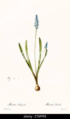 Vecchia illustrazione del Giacinto d'uva (Muscari botryoides). Les Liliacées, di P. J. Redouté. Imp. Didot Jeune, Parigi, 1805 - 1816 Foto Stock