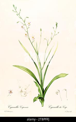 Vecchia illustrazione della mano della signora Cyanella hyacinthoides). Les Liliacées, di P. J. Redouté. Imp. Didot Jeune, Parigi, 1805 - 1816 Foto Stock