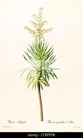 Vecchia illustrazione della baionetta spagnola (Yucca aloifolia). Les Liliacées, di P. J. Redouté. Imp. Didot Jeune, Parigi, 1805 - 1816 Foto Stock