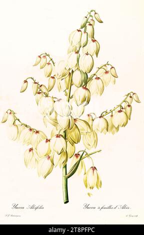 Vecchia illustrazione della baionetta spagnola (Yucca aloifolia). Les Liliacées, di P. J. Redouté. Imp. Didot Jeune, Parigi, 1805 - 1816 Foto Stock