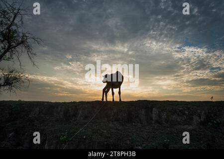 La mucca. Bangladesh. Khulna, Bangladesh. Foto Stock