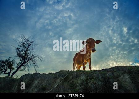 La mucca. Bangladesh. Khulna, Bangladesh. Foto Stock