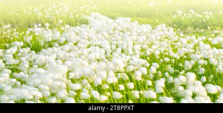 Il campo di erba di cotone artico Eriophorum a Kamchatka. Scatto orizzontale con luce solare soffusa Foto Stock