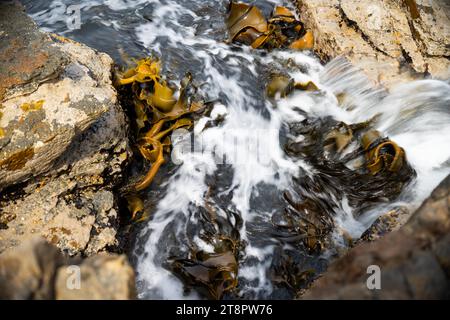 Alghe alghe alghe alghe che crescono sulle rocce. Erbacce di mare commestibili pronte per la raccolta nell'oceano Foto Stock