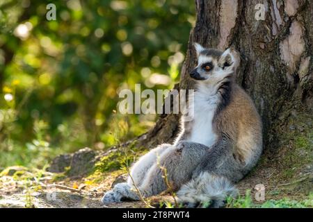 Un lemure dalla coda ad anello appoggiato contro un albero Foto Stock