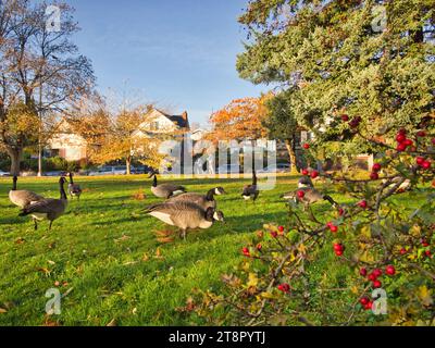Un gregge di oche del Canada pascolano sull'erba verde nel parco cittadino di Seattle in autunno in una splendida giornata di sole. Residenze di quartiere sullo sfondo. Foto Stock