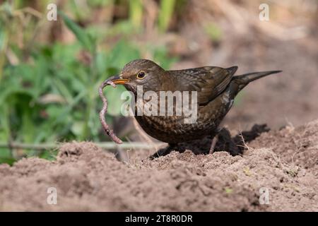 Blackbird and worm - una femmina di merluzzo con un lombrico nel becco - UK Foto Stock