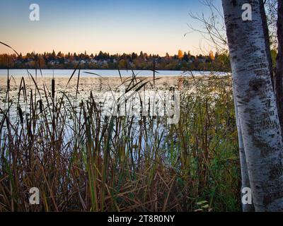 Vista della zona umida del Green Lake Park a Seattle, Washington, con prati palustri e betulle. Calma superficie del lago il giorno dell'autunno al tramonto. Foto Stock