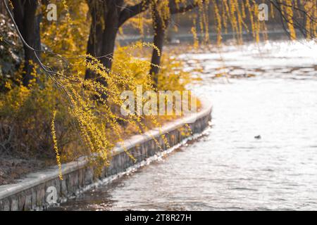 Un pittoresco ramo alberato con piccole e vibranti foglie gialle che si estendono su un tranquillo lago Foto Stock