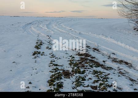 Strada innevata in un campo che conduce alla pineta. Strada invernale da nessuna parte in giornata di sole, pista di auto fresca coperta di neve. Auto tracce in una neve profonda di r. Remoto Foto Stock