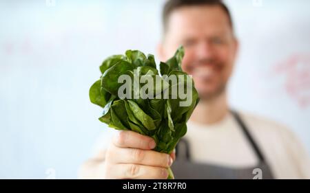 Maschio di mano azienda verde acetosa aromatico mazzetto Foto Stock