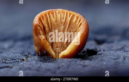 I funghi Gill, Una lamella, o Gill, sono una costola di imenofore cartaceo sotto il cappuccio di alcune specie di funghi, il più delle volte ma non sempre agarici. Le branchie sono utilizzate dai funghi come mezzo di dispersione delle spore e sono importanti per l'identificazione delle specie Foto Stock