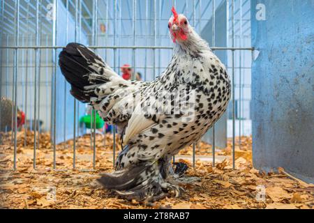 Razza di pollo Bantam al National Exhibition of Farming Animals Animal breeding 2023 a Lysa nad Labem, regione boema centrale, Czech Repub Foto Stock