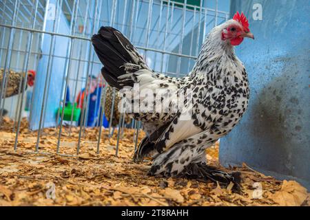 Razza di pollo Bantam al National Exhibition of Farming Animals Animal breeding 2023 a Lysa nad Labem, regione boema centrale, Czech Repub Foto Stock