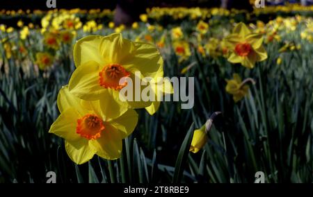 Narcisi, Narcissus è un genere di piante perenni prevalentemente primaverili della famiglia delle Amaryllidaceae (amaryllis). Vari nomi comuni, tra cui il daffodil Foto Stock