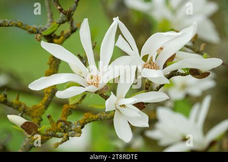 Magnolia kobus, magnolia giapponese settentrionale, magnolia kobus borealis, Magnolia praecocissima, fiori bianchi a metà primavera Foto Stock