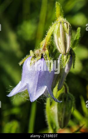 Il fiore di campanella barbata (Campanula barbata) fiorisce nei prati prealpini e nelle limpide foreste Foto Stock