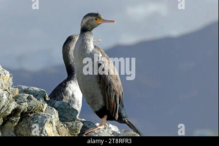 Stictocarbo punctatus (Stictocarbo punctatus) NZ, Stictocarbo punctatus (Stictocarbo punctatus) sono meglio conosciuti per il loro impressionante piumaggio riproduttivo, la doppia cresta e la pelle del viso verde brillante. La parte anteriore grigio chiaro e la parte posteriore e le ali marrone chiaro differiscono dai più comuni colori shag in bianco e nero. Il nome Māori è parekareka, e a Canterbury sono localmente conosciuti come flip-flaps, dal loro decollo laborioso dall'acqua Foto Stock