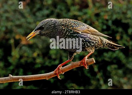 Starling (Sternus vulgaris), lo Starling fu introdotto in nuova Zelanda tra il 1860 e il 80 È stato introdotto per ragioni pratiche piuttosto che sentimentali, in quanto è stato giudicato un uccello adatto a un ambiente neozelandese drasticamente cambiato. Con l'arrivo degli europei, gran parte della precedente foresta nativa era stata abbattuta per far posto a pascoli e terreni coltivati, che poi furono duramente colpiti da piaghe di insetti. L'unico modo per affrontare questo problema era quello di introdurre specie che aiutassero a sradicare la peste Foto Stock