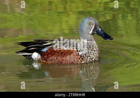 Lo shoveler neozelandese. (Anas rhynchotis variegata), lo shoveler neozelandese (Anas rhynchotis variegata), noto anche come kuruwhengi, è una sottospecie endemica della nuova Zelanda. Appartiene alla famiglia Anatidae e all'ordine degli Anseriformes di cigni, oche e anatre Foto Stock