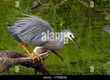 L'airone dalla faccia bianca (Egretta novaehollandiae), l'airone dalla faccia bianca è l'airone più comune della nuova Zelanda, nonostante sia un relativamente nuovo arrivo in questo paese. Si tratta di un alto ed elegante uccello grigio-blu che può essere visto pedinare la sua preda in quasi tutti gli habitat acquatici, tra cui pascoli umidi e campi da gioco. Poiché occupa spazio condiviso anche con le persone, di solito è ben abituato alla loro presenza e può consentire un approccio ravvicinato Foto Stock