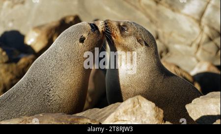 Un momento toccante. NZ Fur Seals, Arctocephalus forsteri, la nuova Zelanda, la foca da pelliccia meridionale o la foca da pelliccia dal naso lungo, è una specie di foca da pelliccia che si trova lungo la costa meridionale dell'Australia, la costa dell'Isola del Sud della nuova Zelanda Foto Stock