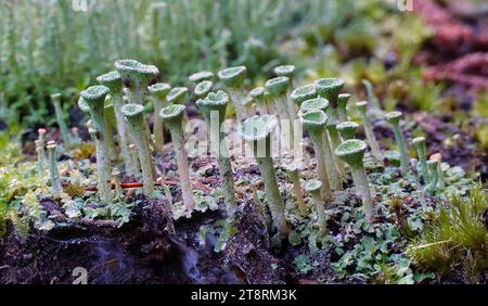 Pixie Cups (Cladonia pyxidata), Cladonia pyxidata è una specie di coppa lichen appartenente al genere Cladonia. Il suo nome deriva dal latino pyxis, che significa capsula, vaso, scatola, che indica la forma dell'apotecio (ascocarpa a forma di tazza Foto Stock