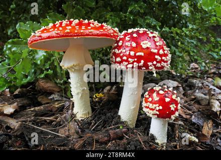 Vola Agric. (Amanita muscaria), l'agarico mosca è uno sgabello da toadstool attraente e dai colori vivaci, familiare e immediatamente riconoscibile. Ha un cappuccio rosso brillante, che si dissolve in un colore arancione o arancione-giallastro con l'età. Le macchie bianche soffici sul tappo spesso assumono una tinta giallastro man mano che invecchiano, e possono occasionalmente essere lavate via dalla pioggia lo stelo ha una base bulbosa e si afferra verso il cappuccio . Questo fungo è pericolosamente velenoso e NON dovrebbe MAI essere assaggiato Foto Stock