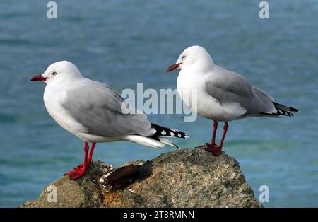 Gull a becco rosso. (Larus novaehollandiae scopulinus), i gabbiani a becco rosso si trovano nella maggior parte delle località costiere in tutta la nuova Zelanda. Si trovano comunemente anche nelle città, scavando rifiuti umani e frattaglie provenienti da pesci e lavorazioni di carne. Raramente si trovano nell'entroterra. Nella nuova Zelanda continentale, l'allevamento si verifica in dense colonie, principalmente limitate alle coste orientali delle Isole del Nord e del Sud su cumuli, scogliere, foci di fiumi e coste sabbiose e rocciose. Sulle isole periferiche si riproducono nelle isole Chatham, Campbell, Snares e Auckland, in nuova Zelanda. Qui, i loro nidi sono nascosti Foto Stock