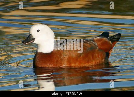 Paradise Shelduck. (Tadorna variegata), l'anatra paradisiaca è un'anatra di grandi dimensioni endemica della nuova Zelanda. Si tratta di un shelduck, un gruppo di grandi uccelli simili ad oca che fanno parte della famiglia di uccelli Anatidae. Il nome del genere Tadorna deriva da radici celtiche e significa "uccelli acquatici pied Foto Stock