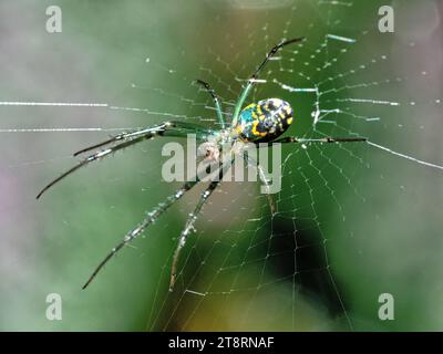 I ragni ORB-weaver sono membri della famiglia dei ragni Araneidae. Sono il gruppo più comune di costruttori di nastri a forma di ruota a spirale che si trovano spesso in g Foto Stock