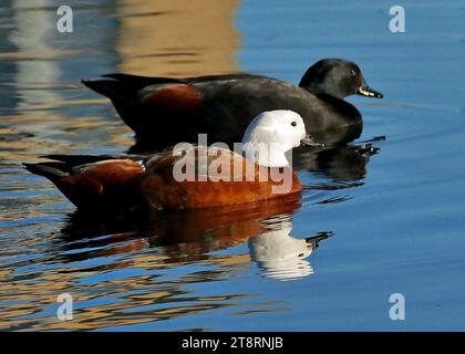 Paradise Shelduck. (Torna variegata), femmina ha la testa bianca Foto Stock