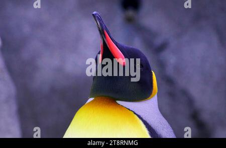 King Penguin Calgary Zoo, peso medio: 15 kg - 33 lb Foto Stock