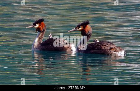 Il grebe crestato Australasiano (Podiceps Cristatus), il grebe crestato Australasiano è maestoso e distintivo uccello subacqueo che viene solitamente visto sui laghi meridionali della nuova Zelanda dove si riproduce. Ha un collo sottile, un becco nero affilato e una testa con un distintivo doppio stemma nero e vivaci fronzoli di castagno e guancia nera, che utilizza nelle sue complesse e bizzarre esposizioni di accoppiamento. È insolito per il modo in cui trasporta i suoi giovani sulla schiena quando nuota. Il grebe crestato appartiene a un antico ordine di uccelli acquatici che si trovano in ogni continente del mondo. Foto Stock