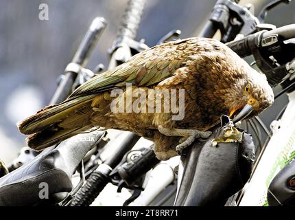 Distruttiva Kea NZ. (Nestor notabilis), incontra i pappagalli intelligenti come una scimmia: I nuovi Zealands possiedono kea. Soprannominato il clown delle Alpi, questo uccello è stato proclamato l'uccello più intelligente al mondo. È anche il più scontroso. Residente permanente delle montagne neozelandesi (e l'unico pappagallo alpino al mondo), il kea è uno dei pochi grandi uccelli della Terra della lunga Nuvola Bianca che non ha dimenticato come volare. Dai un'occhiata a un kea in volo e non te lo dimenticherai: L'uccello si trasforma da un elegante verde oliva a brillanti lampi di arancione brillante, scarlatto e giallo Foto Stock