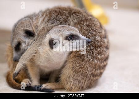 Meerkat è coccolato dal meerkat dormiente Foto Stock