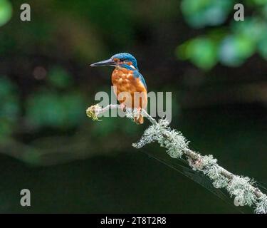 Un Kingfisher comune seduto su un bastone, che si prepara ad immergersi per un pesce. Foto Stock