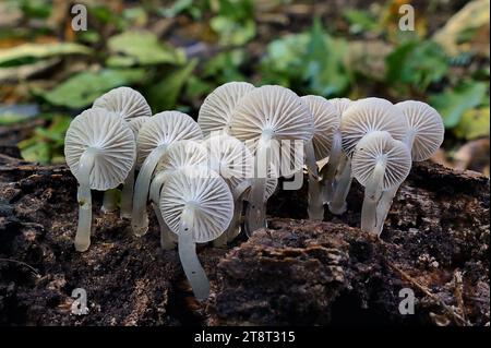 Roridomyces austrororidus, (Mycena), Roridomyces austrororidus, comunemente noto come austro Dripping Bonnet, è una specie di fungo agarico della famiglia delle Mycenaceae. Descritto come nuovo alla scienza nel 1962 dal micologo americano Rolf Singer, si trova in Sud America, nuova Zelanda e Australia, dove cresce su legno decomposizione Foto Stock