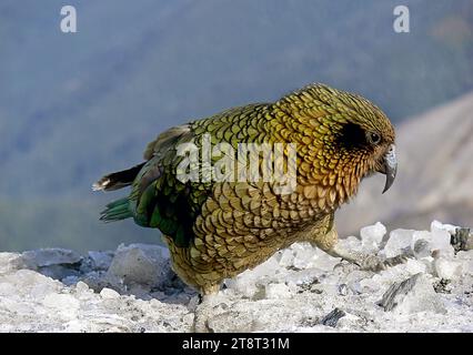 Kea. Pappagallo alpino della nuova Zelanda, Nestor notabilis Foto Stock