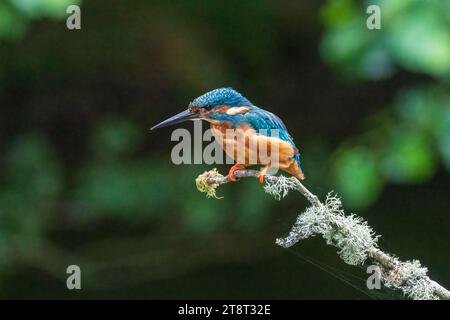 Un Kingfisher comune seduto su un bastone, che si prepara ad immergersi per un pesce. Foto Stock