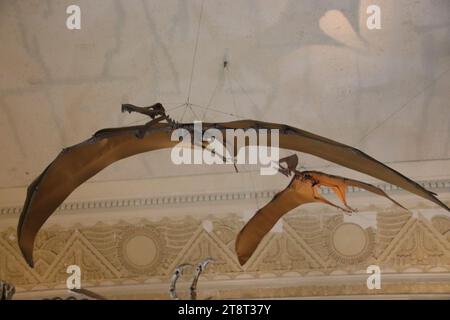 Pterosauro, Land Bank Exhibition Hall, National Taiwan Museum. Taipei, Taiwan Foto Stock