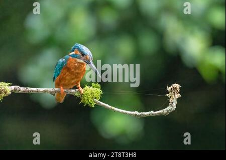 Un Kingfisher comune seduto su un bastone, che si prepara ad immergersi per un pesce. Foto Stock